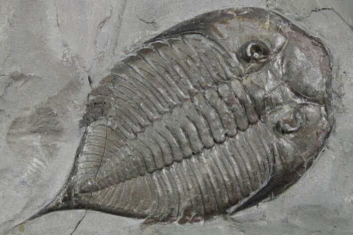 Dalmanites Trilobite Fossil - New York #357141